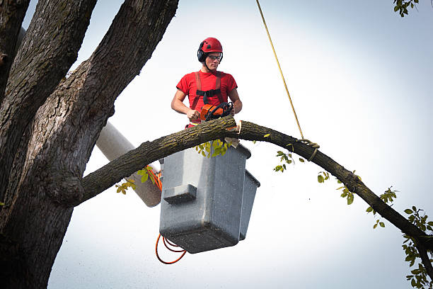 Best Fruit Tree Pruning  in Darnestown, MD